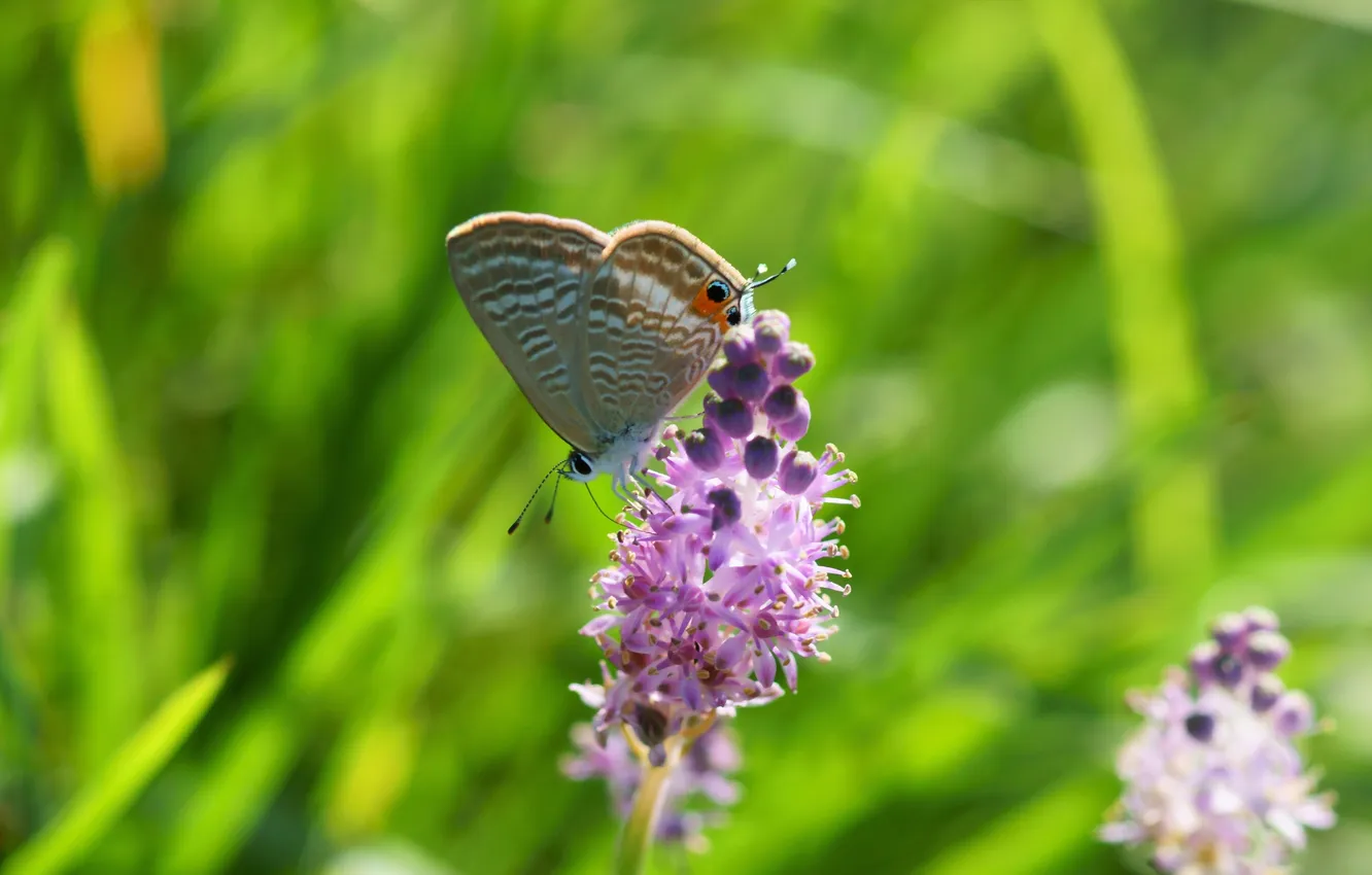 Photo wallpaper greens, flower, macro, butterfly, insect, razmytost