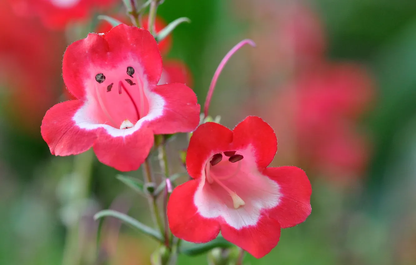 Photo wallpaper macro, petals, stem, inflorescence