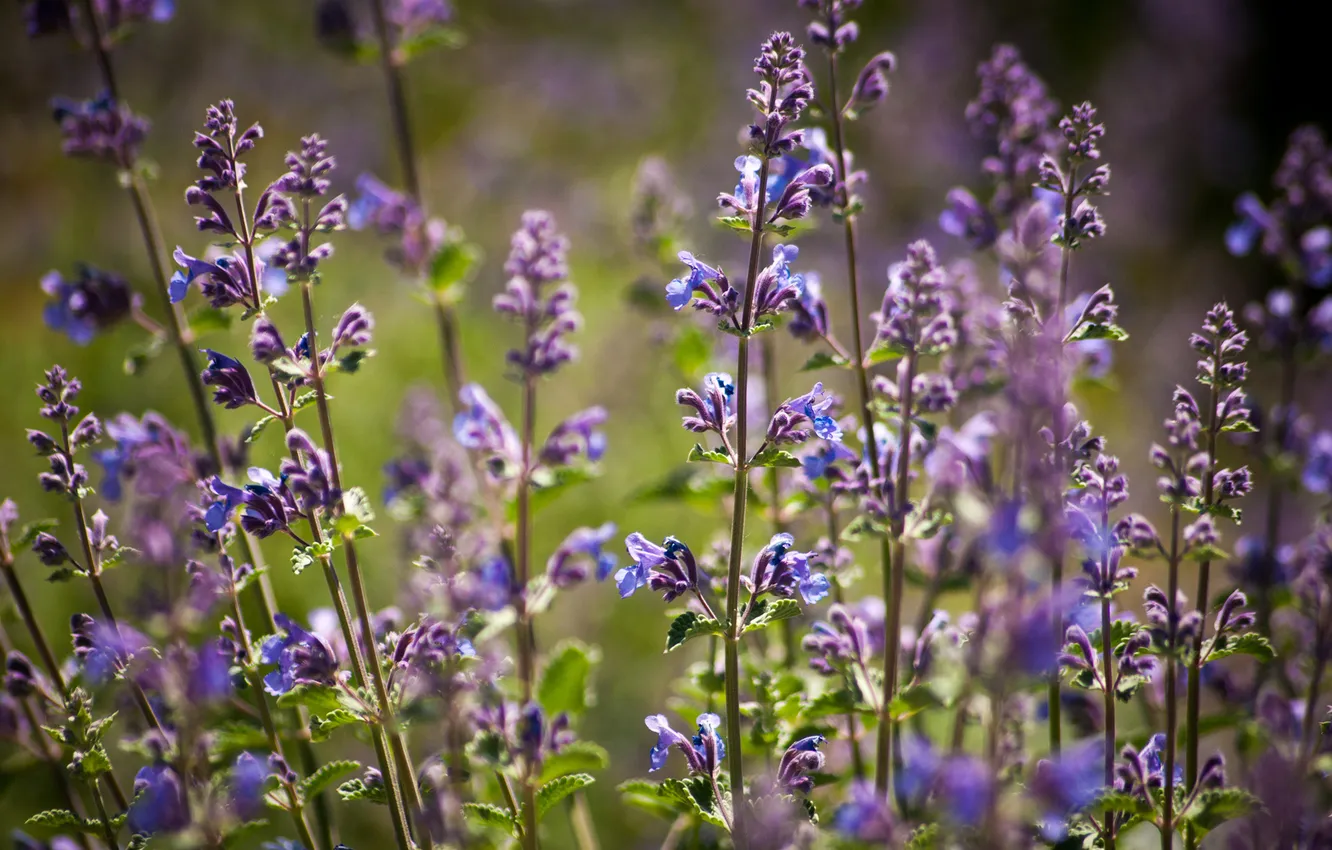 Photo wallpaper purple, summer, flowers, focus, Sunny, field