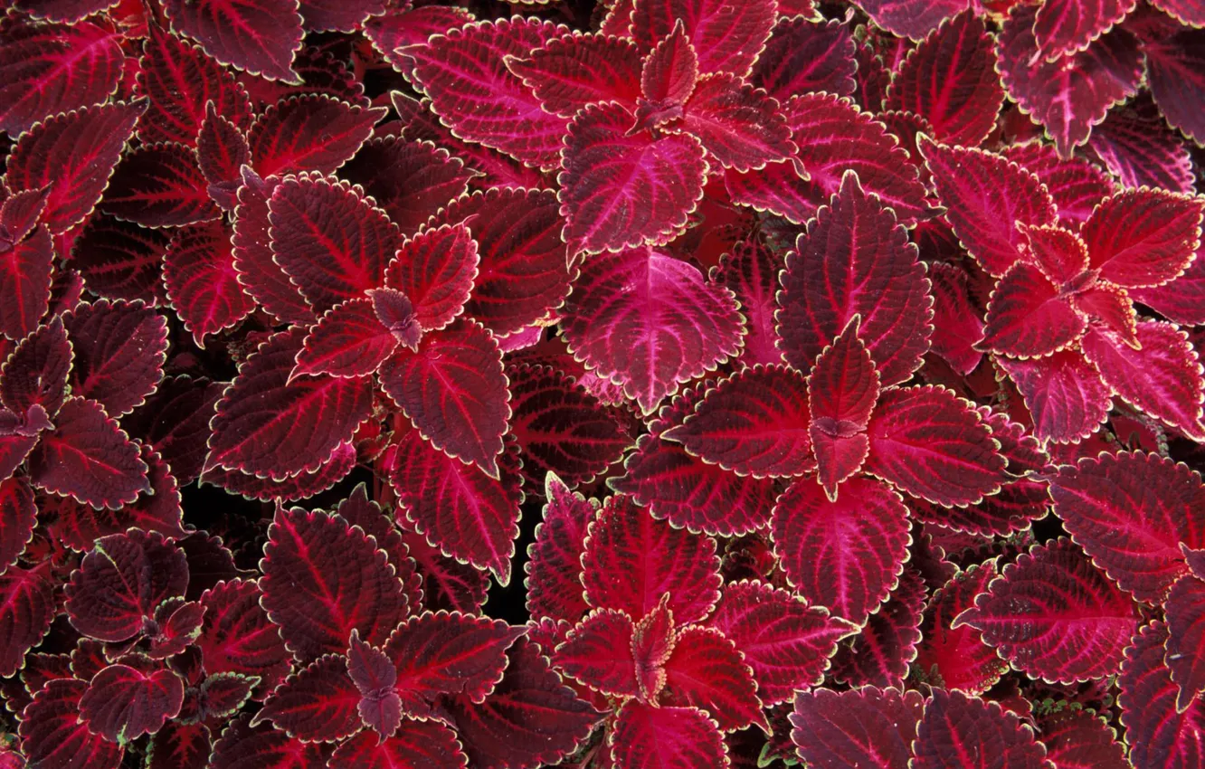 Photo wallpaper summer, leaves, texture