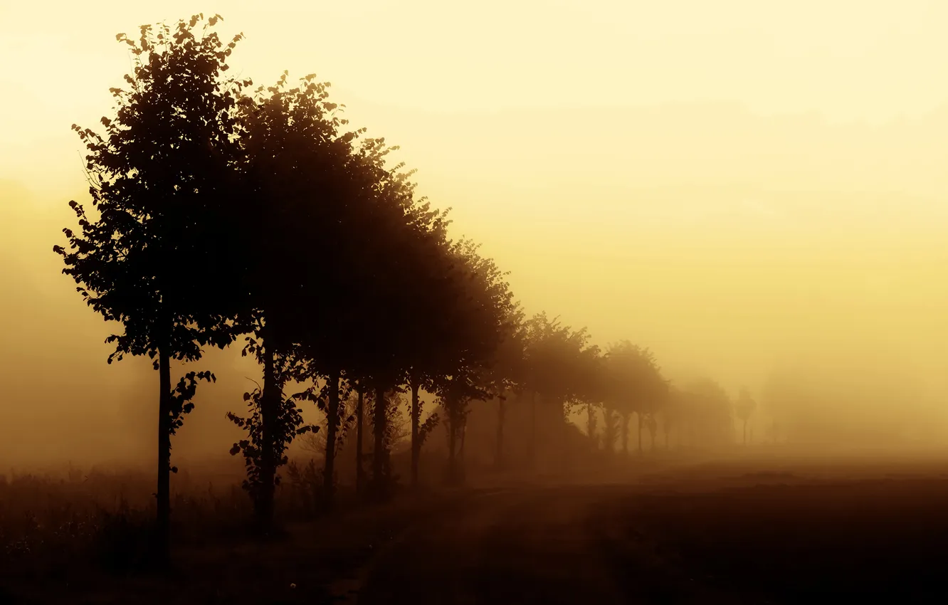 Photo wallpaper trees, nature, fog, morning, a number