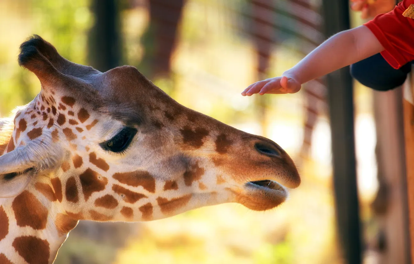 Photo wallpaper summer, hands, giraffe, zoo