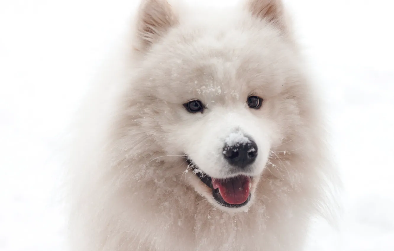 Photo wallpaper Dog, Snow, White, Funny, Animal