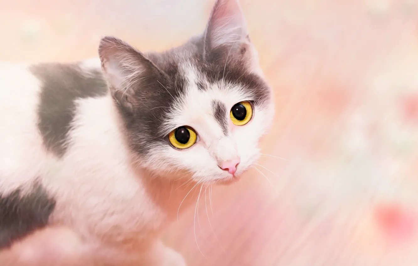 Photo wallpaper cat, look, background, face