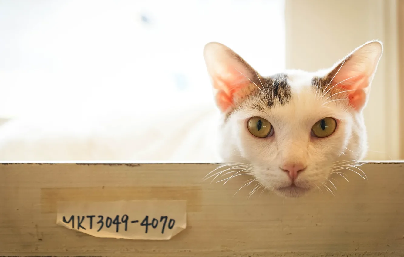 Photo wallpaper eyes, cat, look