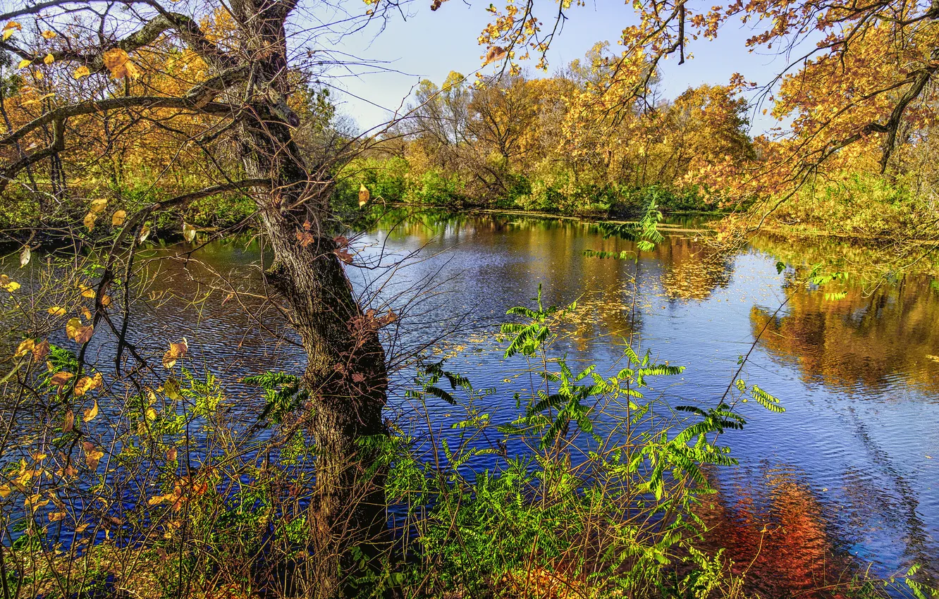 Photo wallpaper forest, trees, lake