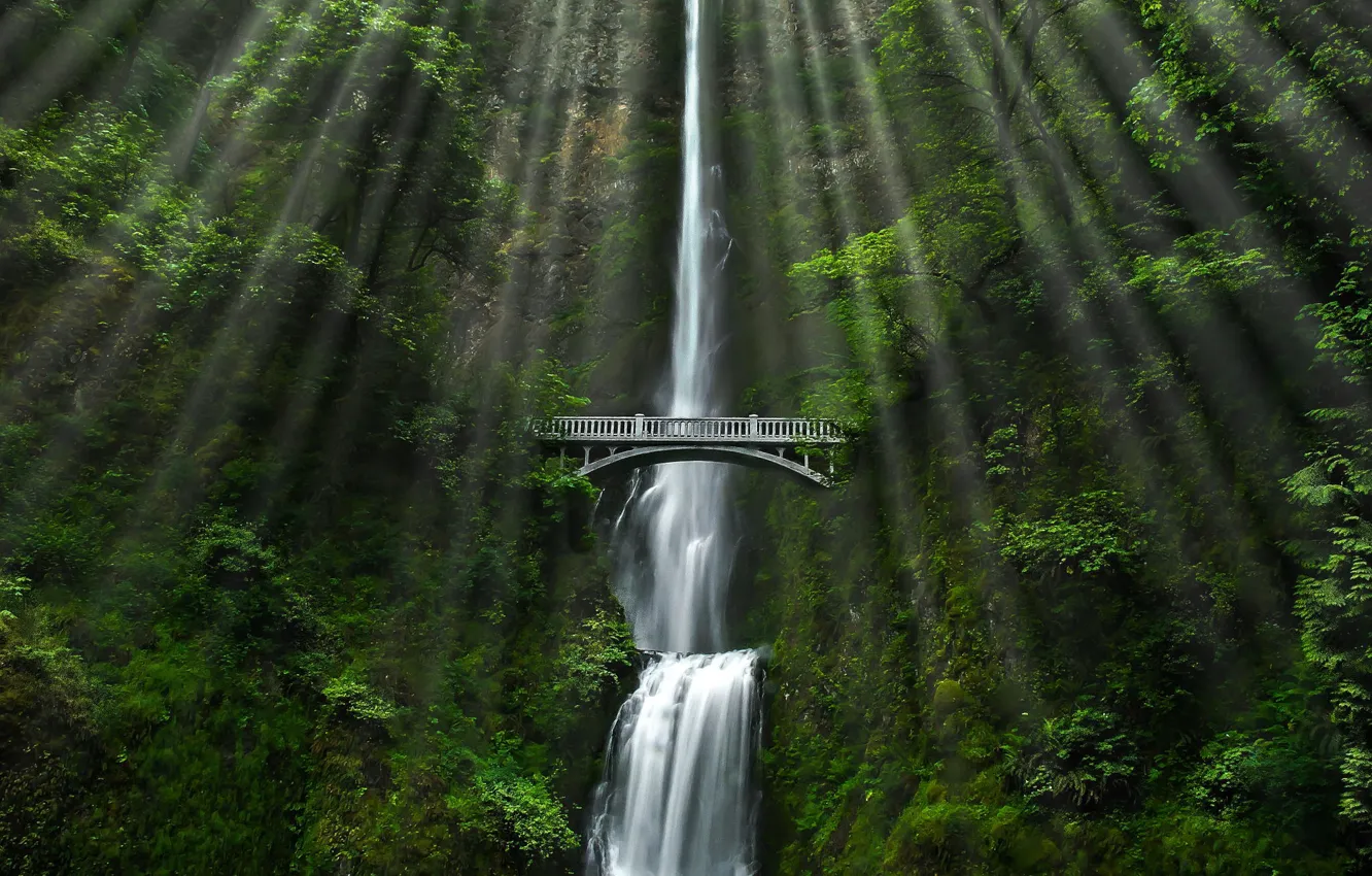 Photo wallpaper forest, bridge, nature, waterfall