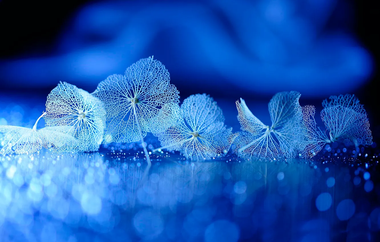 Photo wallpaper reflection, background, leaves, veins