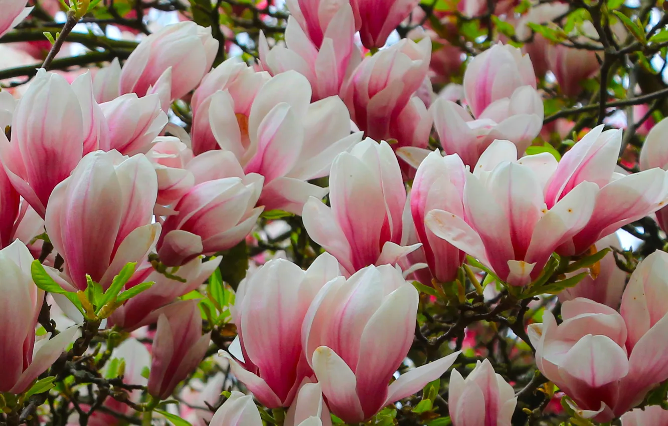 Photo wallpaper flower, spring, magnolia, twig