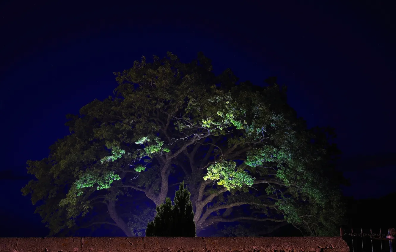 Photo wallpaper light, landscape, night, tree