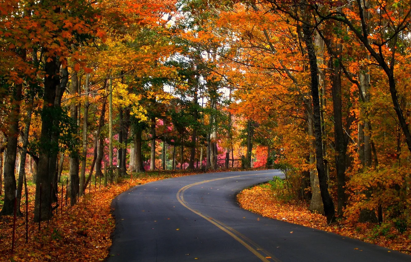 Photo wallpaper road, autumn, leaves, trees, nature, photo