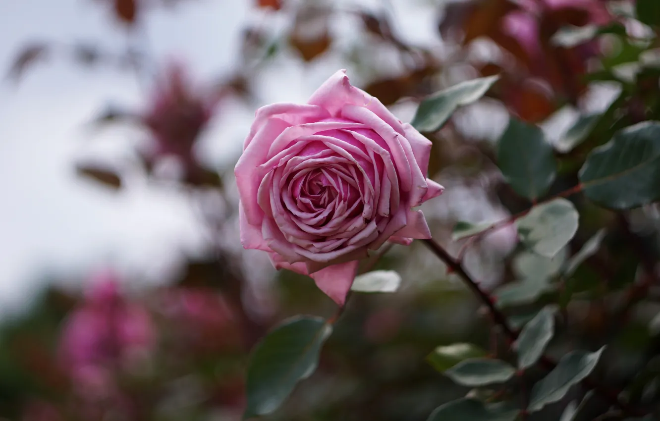 Photo wallpaper leaves, flowers, branches, roses, garden, stem, pink, bokeh