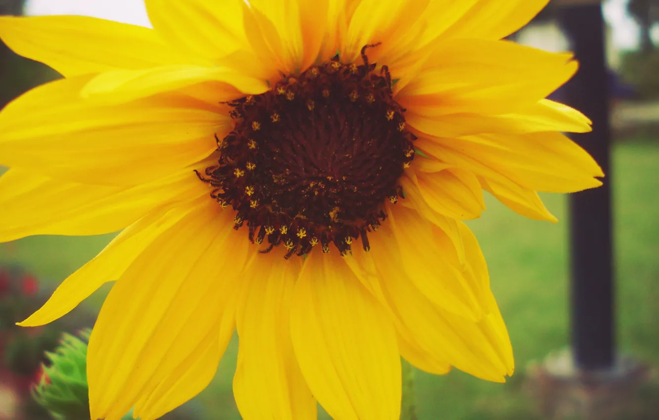 Photo wallpaper sad, macro, alone, sunflower