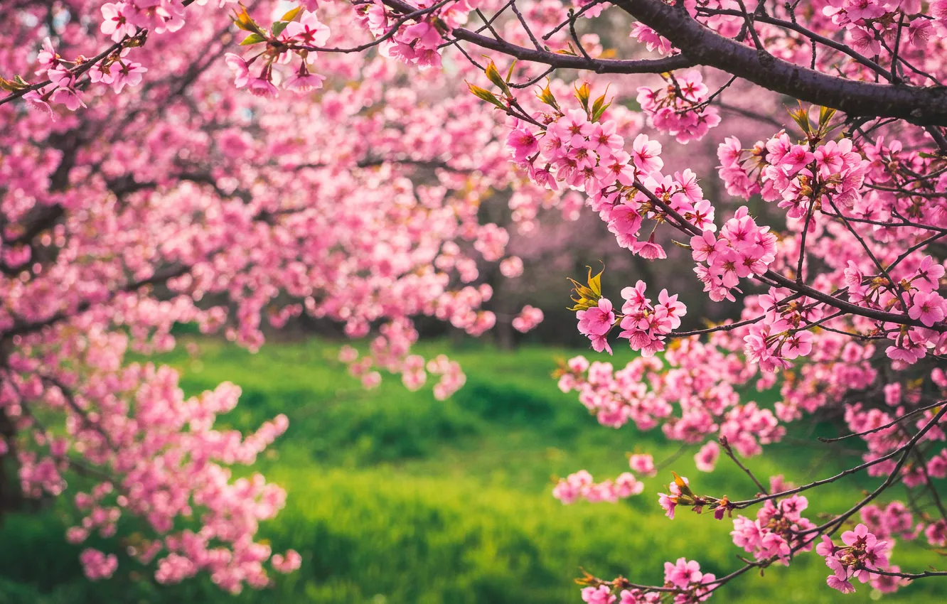 Photo wallpaper grass, flowers, Wallpaper, spring, Sakura, wallpaper, grass, flowers
