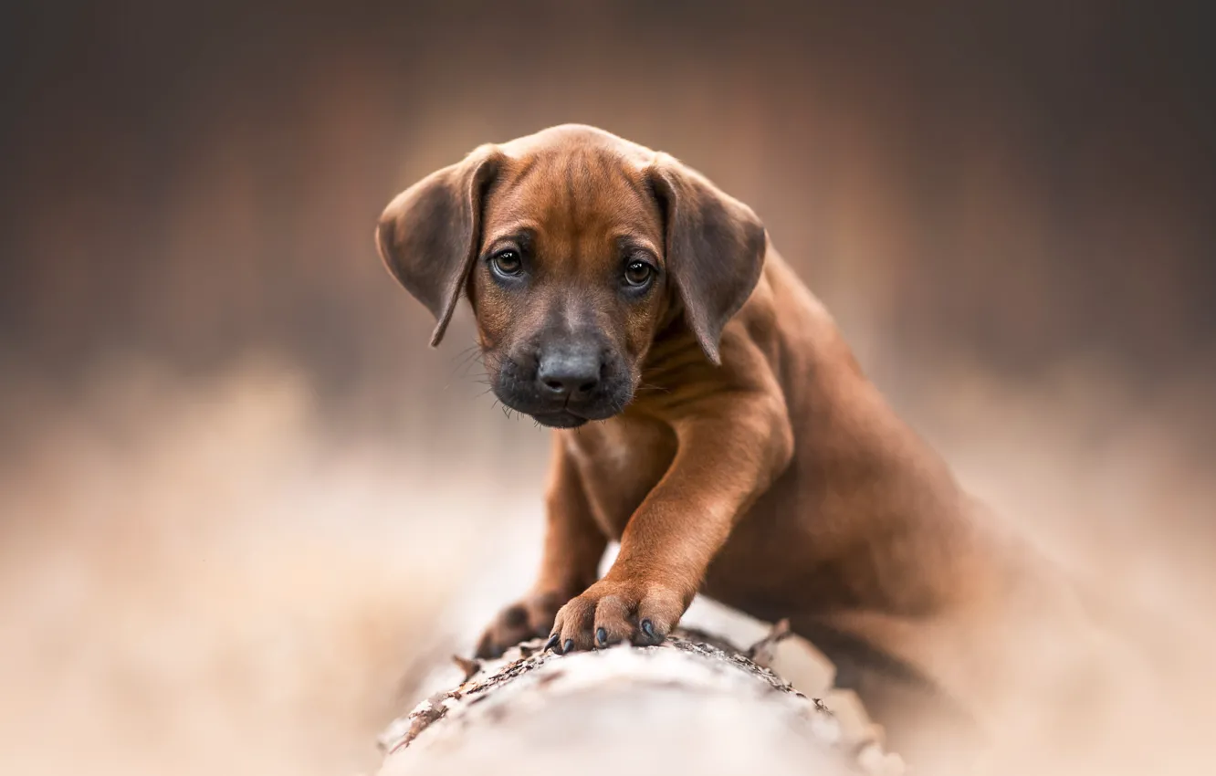 Photo wallpaper look, nature, pose, background, dog, baby, puppy, log