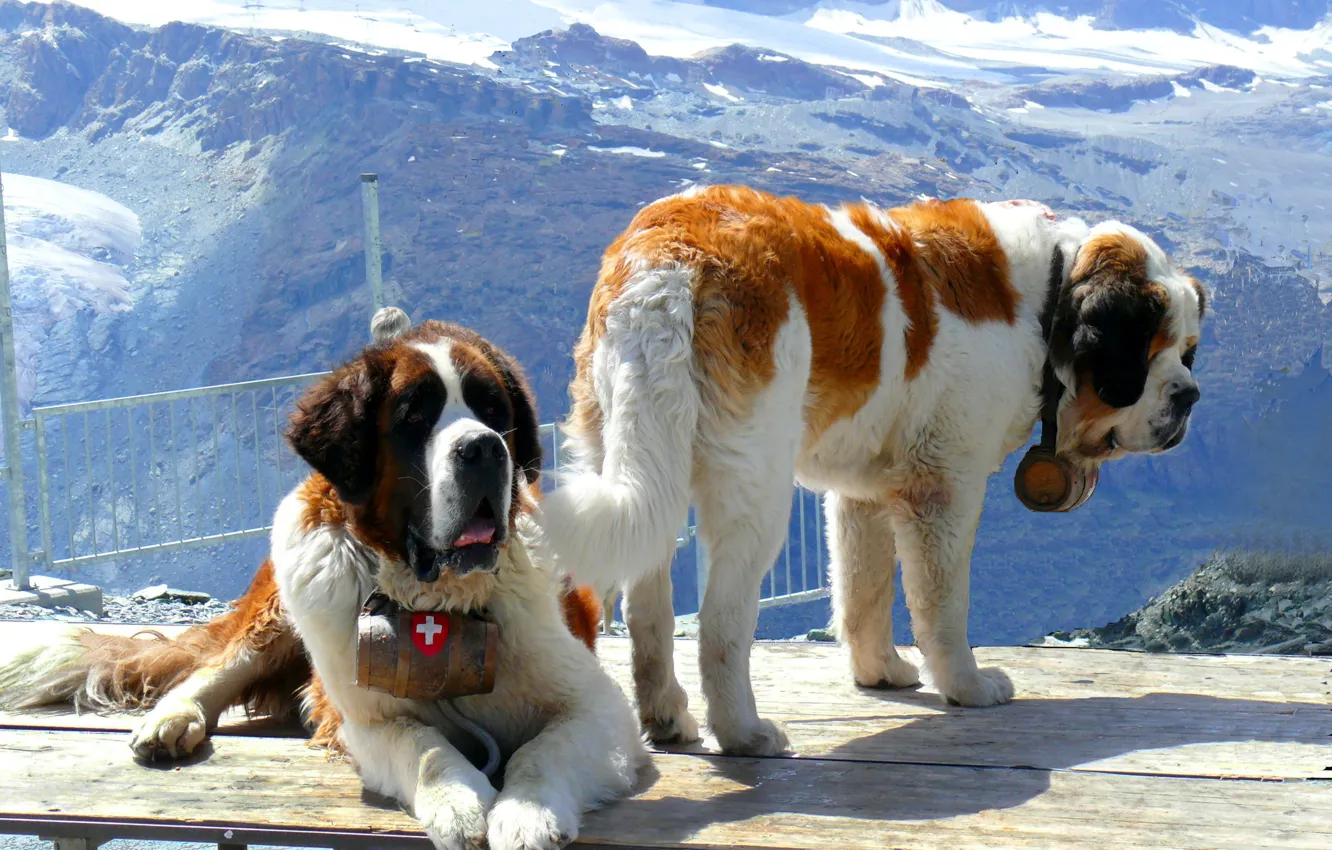 Photo wallpaper photo, animal, dog, St. Bernard