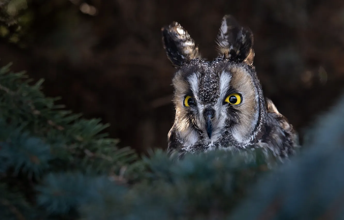 Photo wallpaper forest, branches, tree, owl, long-eared owl