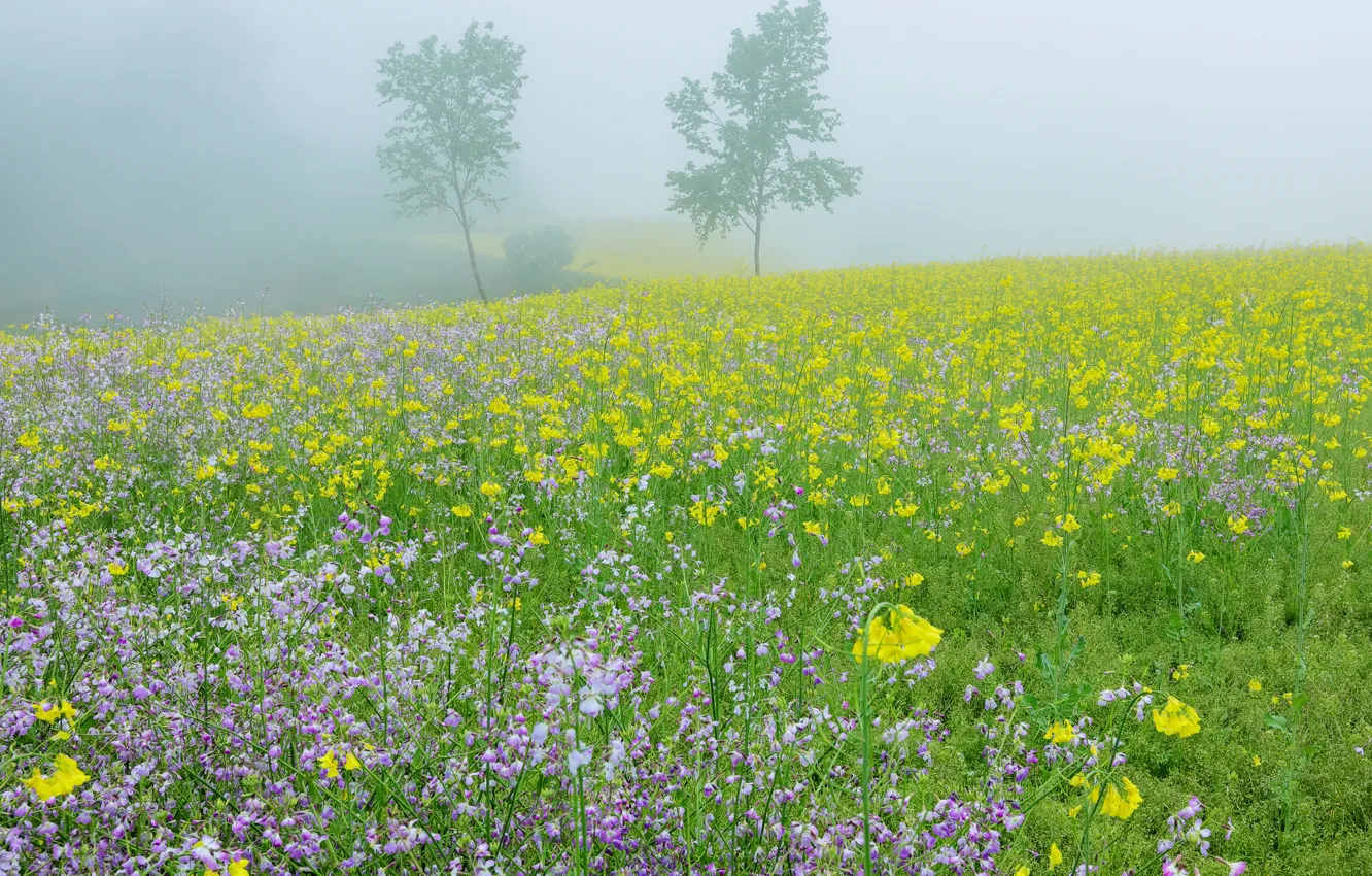 Photo wallpaper flowers, morning, fog, trees, field, haze, field, meadow