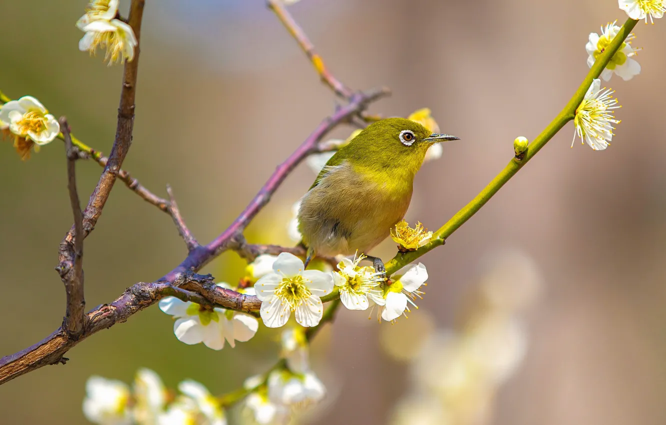 Photo wallpaper flowers, branches, yellow, bird, beauty, blur, spring, Sakura