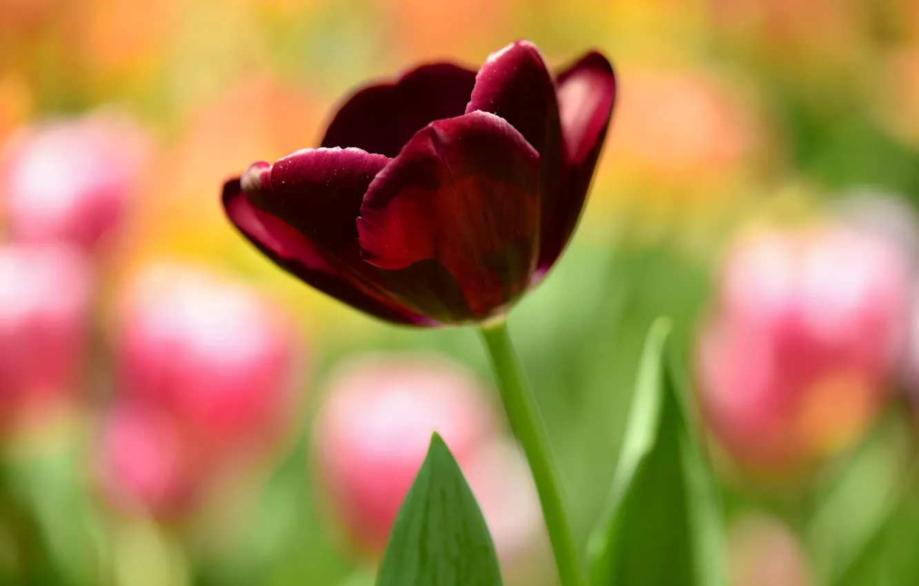 Photo wallpaper nature, petals, stem, tulips