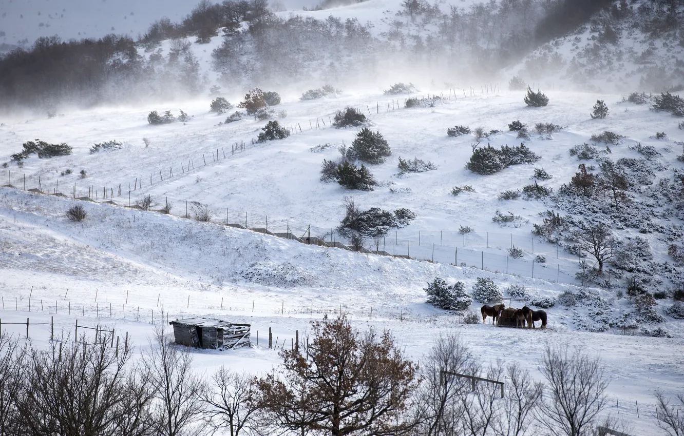 Photo wallpaper winter, field, horses