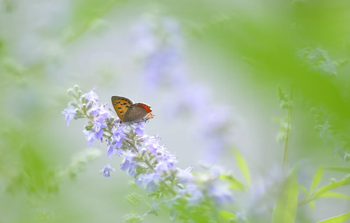 Photo wallpaper flowers, butterfly, green background