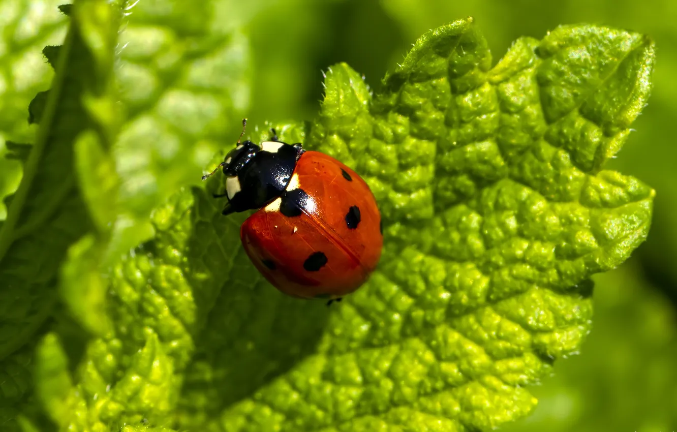 Photo wallpaper greens, summer, leaves, ladybug, beetle