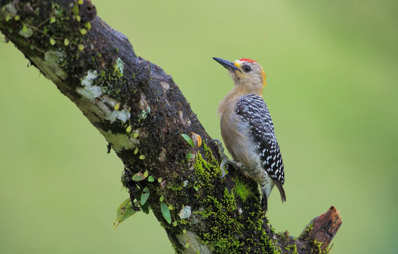 Photo wallpaper trees, bird, woodpecker Hoffman