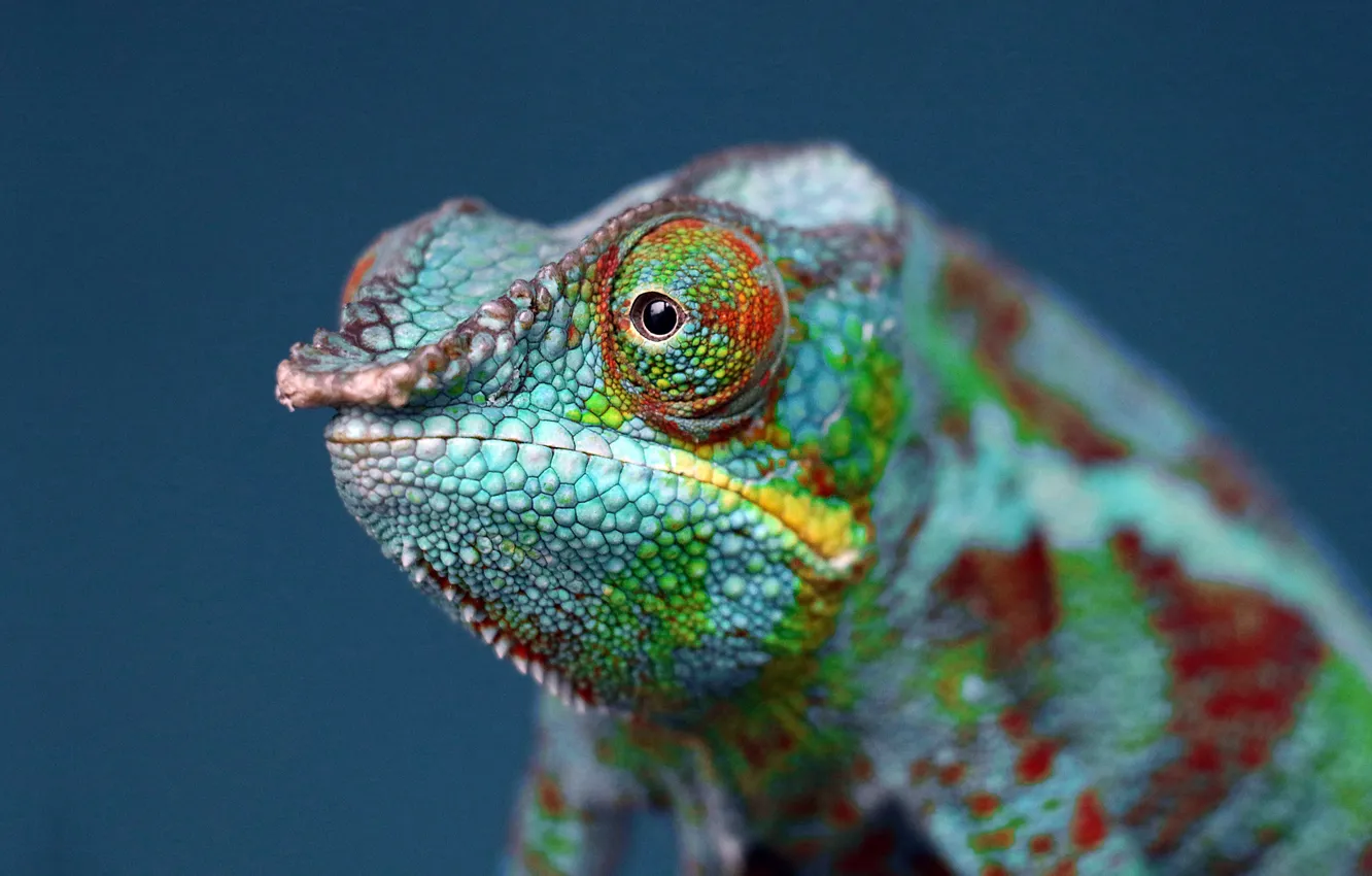 Photo wallpaper macro, close-up, animal, sweetheart, animals, cute, The Green Chameleon, Green Chameleon