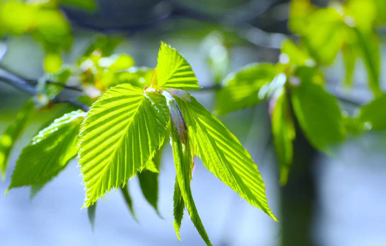 Photo wallpaper green, spring, leaf, twig