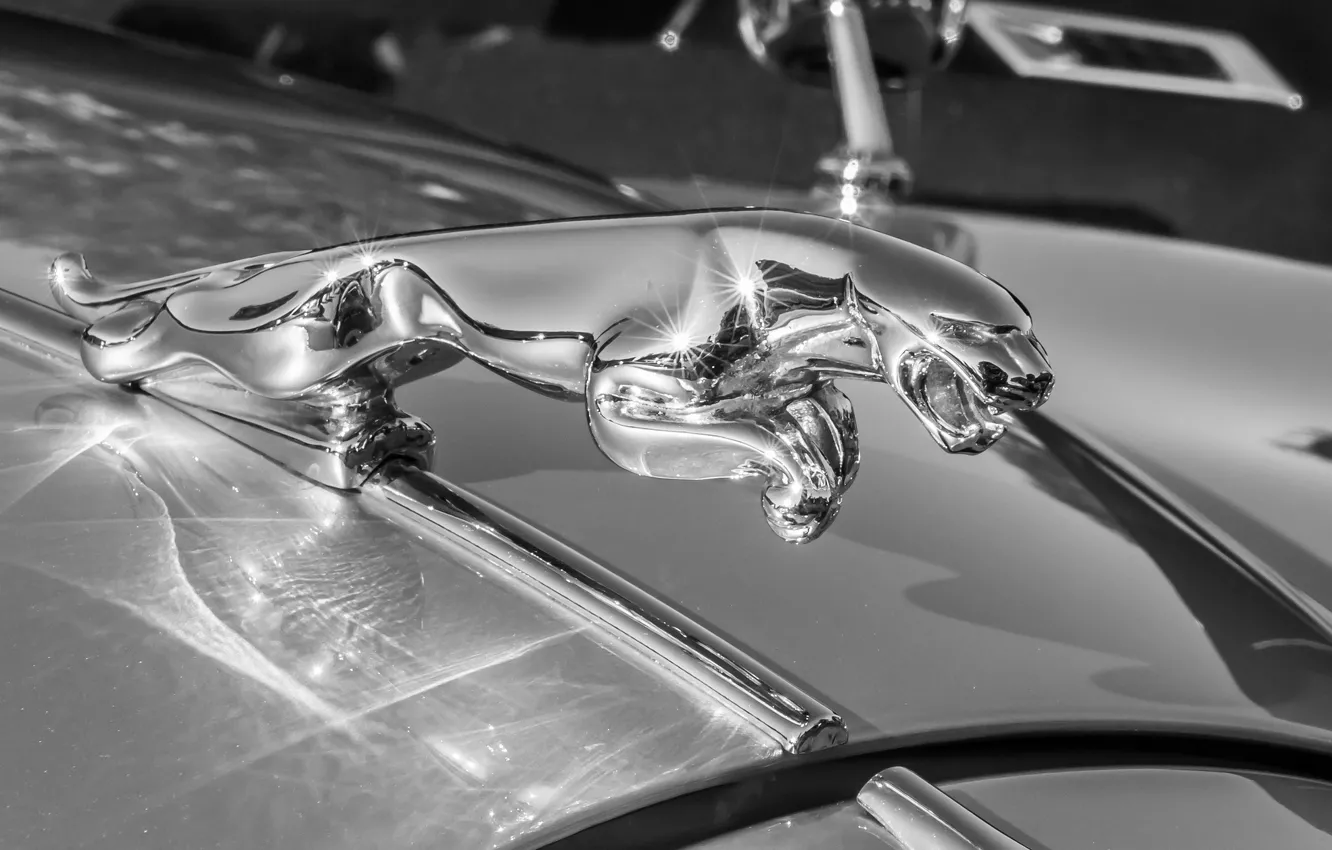 Photo wallpaper macro, Jaguar, the hood, emblem