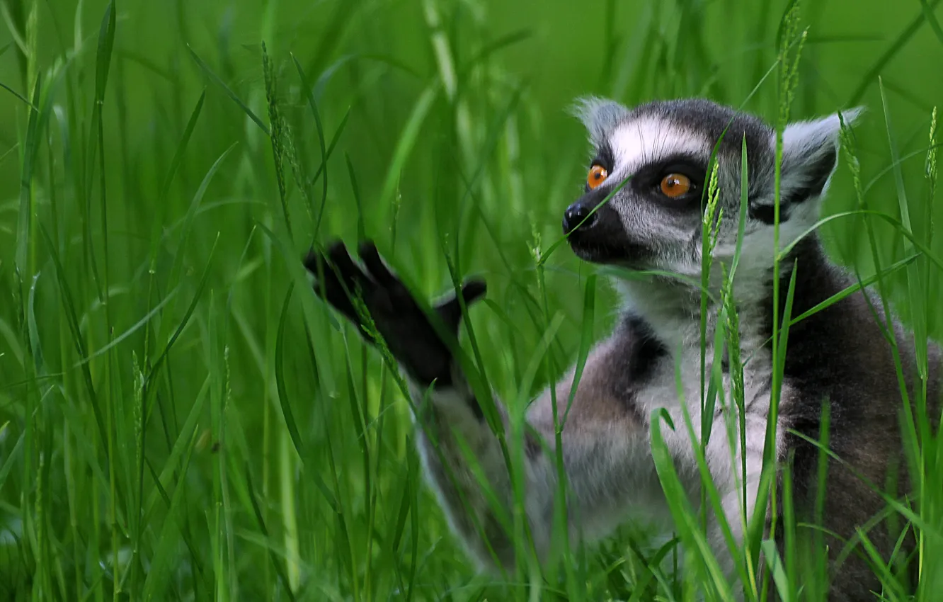 Photo wallpaper grass, lemur, a ring-tailed lemur, Katta