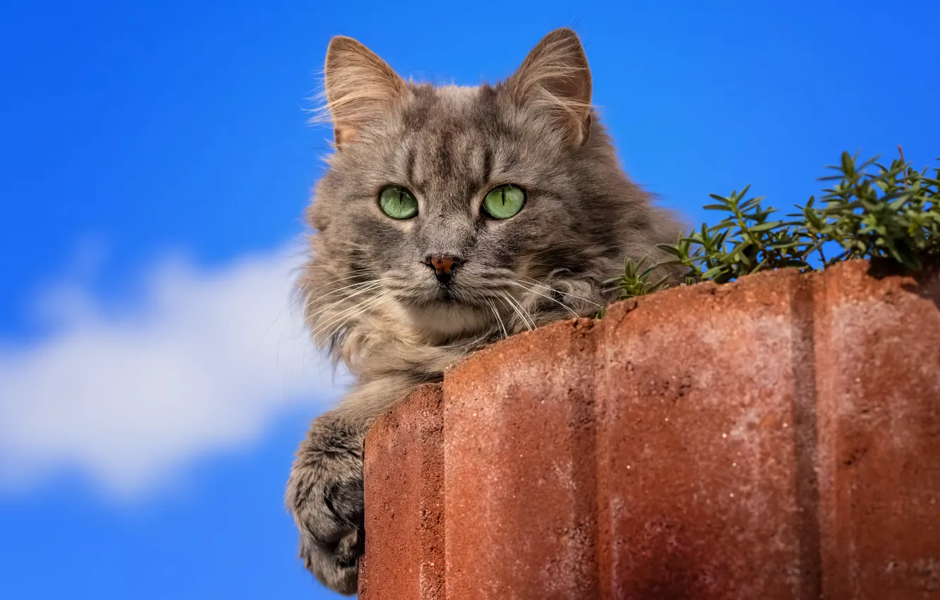 Photo wallpaper cat, the sky, cat, look, blue, grey, flowerbed, blue background