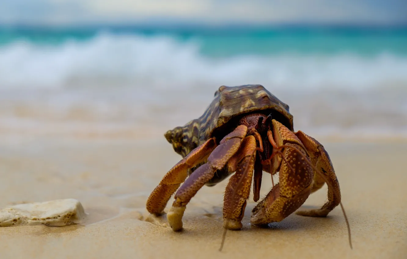 Photo wallpaper sand, sea, wave, background, shore, crab, sink, shell