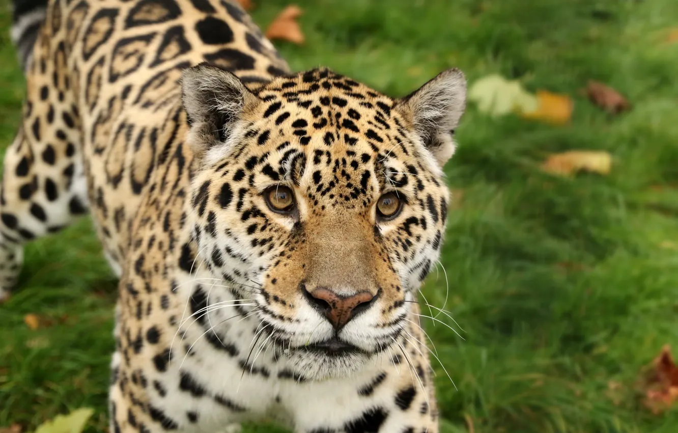 Photo wallpaper cat, look, nature, leopard