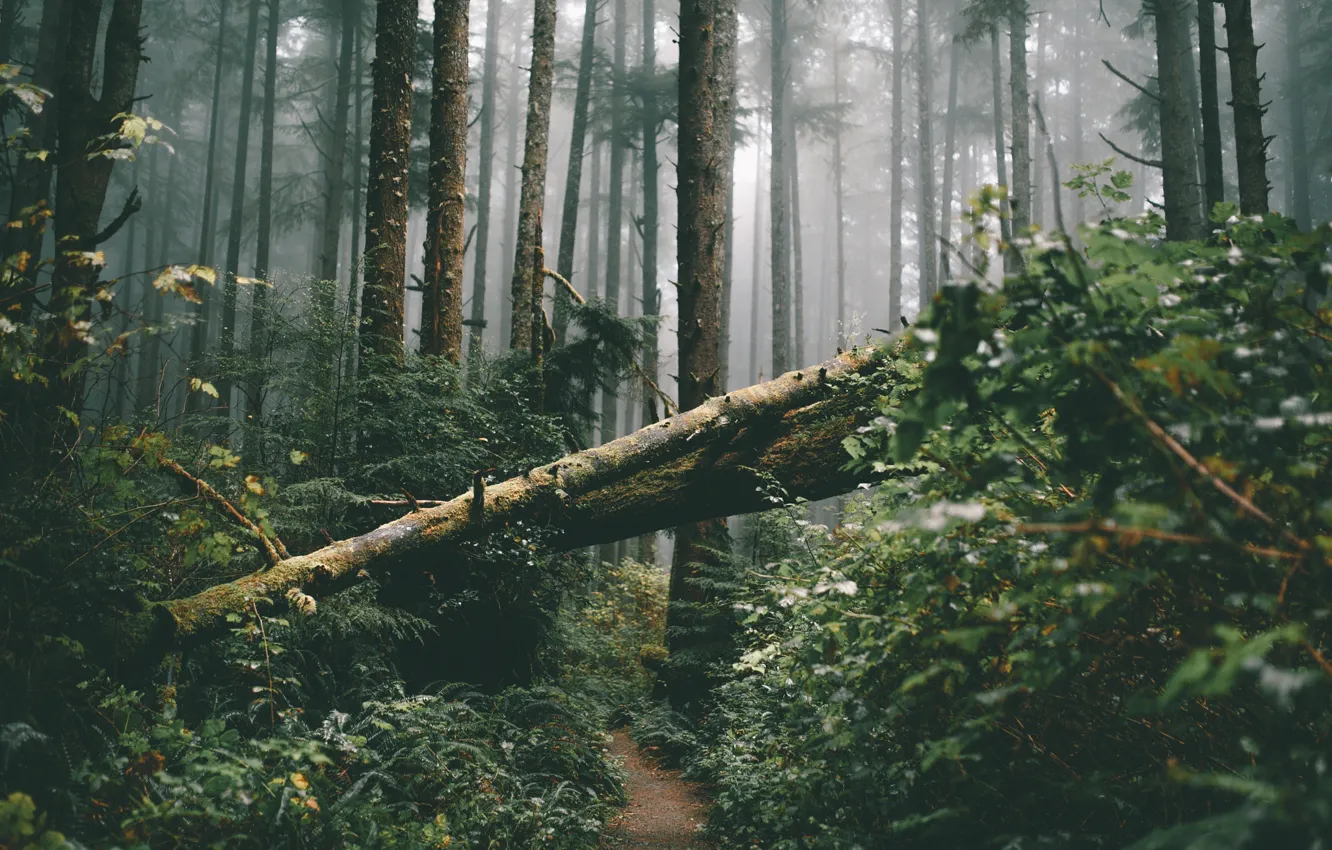 Photo wallpaper forest, leaves, trees, fog, trunks, trail