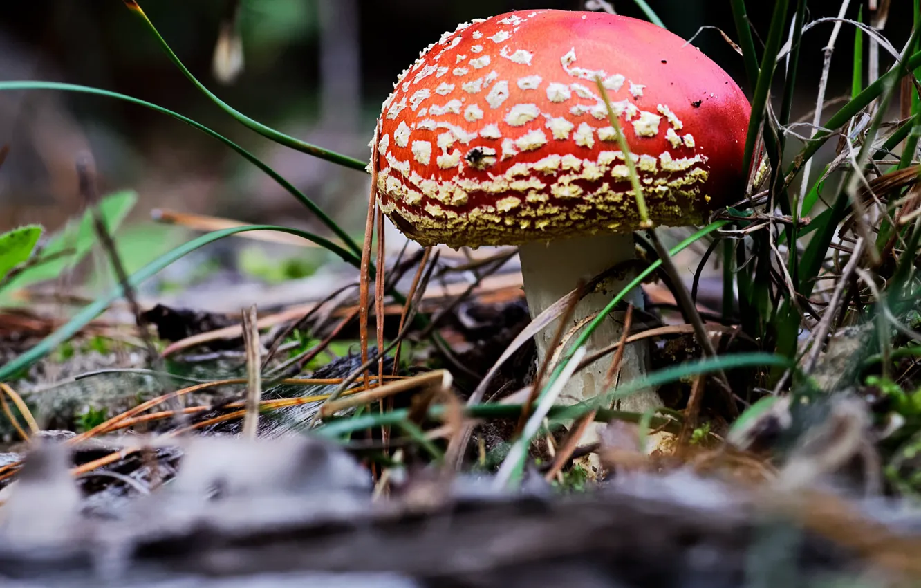 Photo wallpaper grass, mushroom, Forest, mushroom