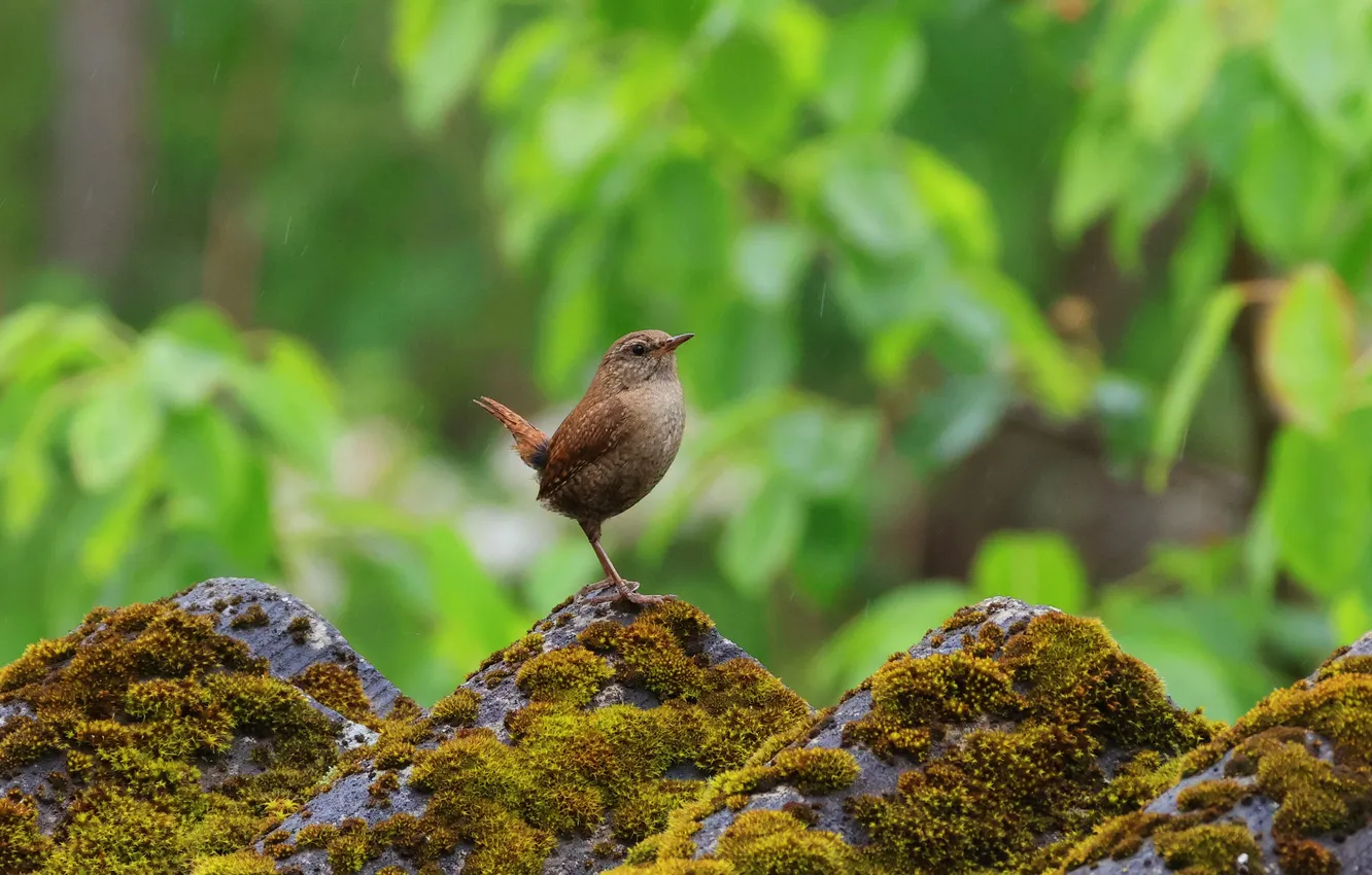 Photo wallpaper foliage, moss, Slate, urticaria, little bird, Magov Marat