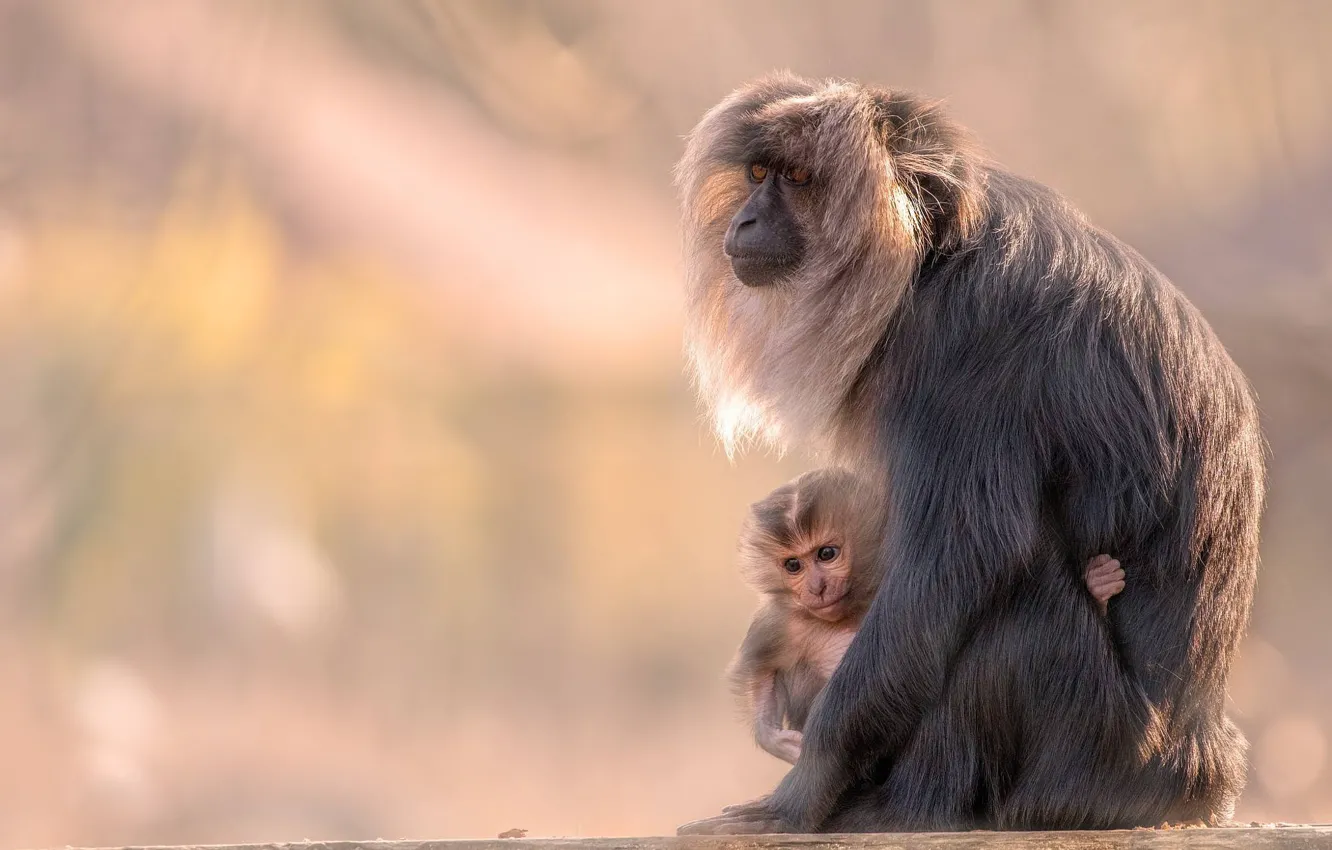 Photo wallpaper pose, background, two, baby, monkey, pair, cub, mom