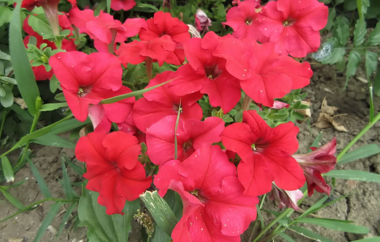 Photo wallpaper flowers, red, Petunia, Mamala ©