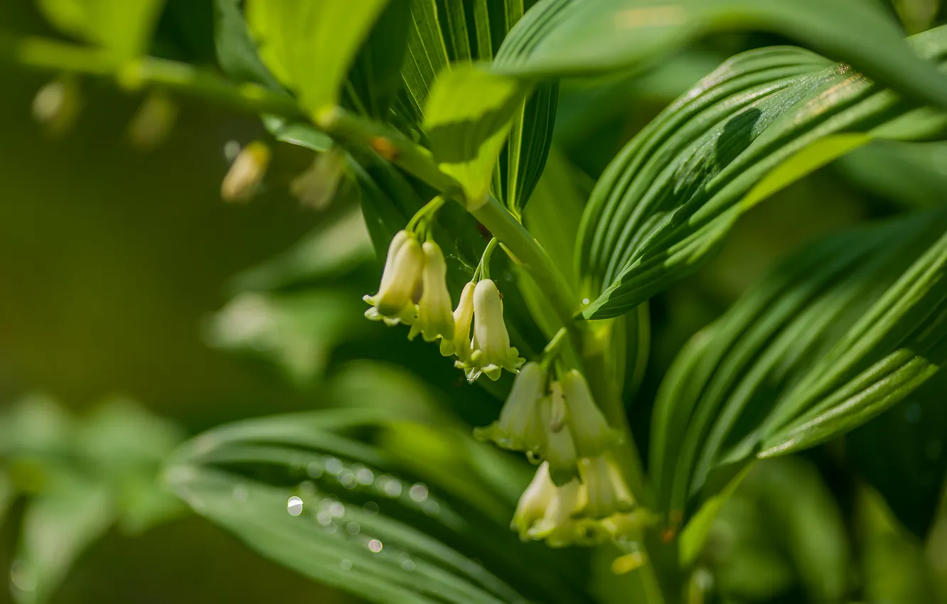 Photo wallpaper flowers, nature, bokeh, Polygonatum
