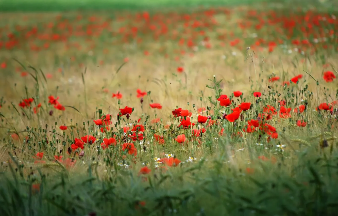 Photo wallpaper field, flowers, nature, background, Wallpaper, plant, Maki