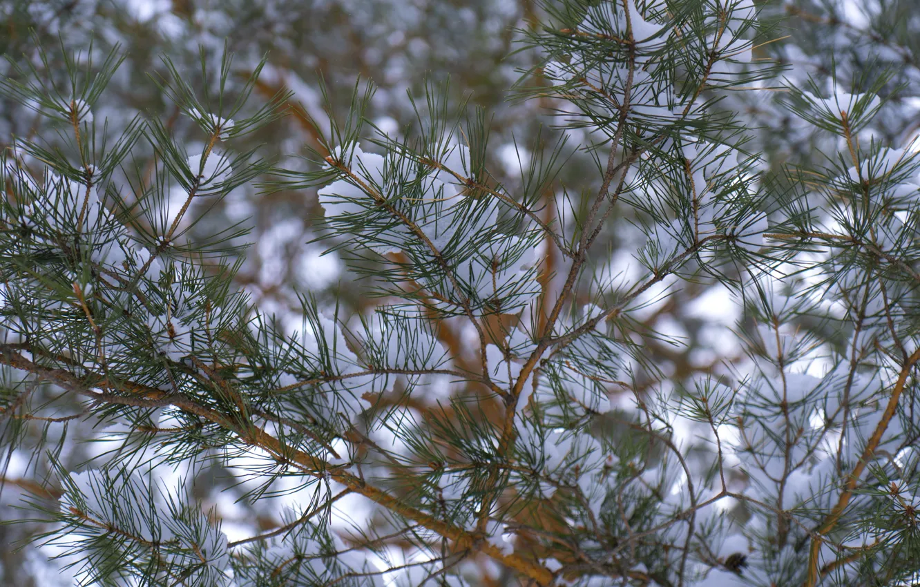 Photo wallpaper winter, snow, branch, Pine