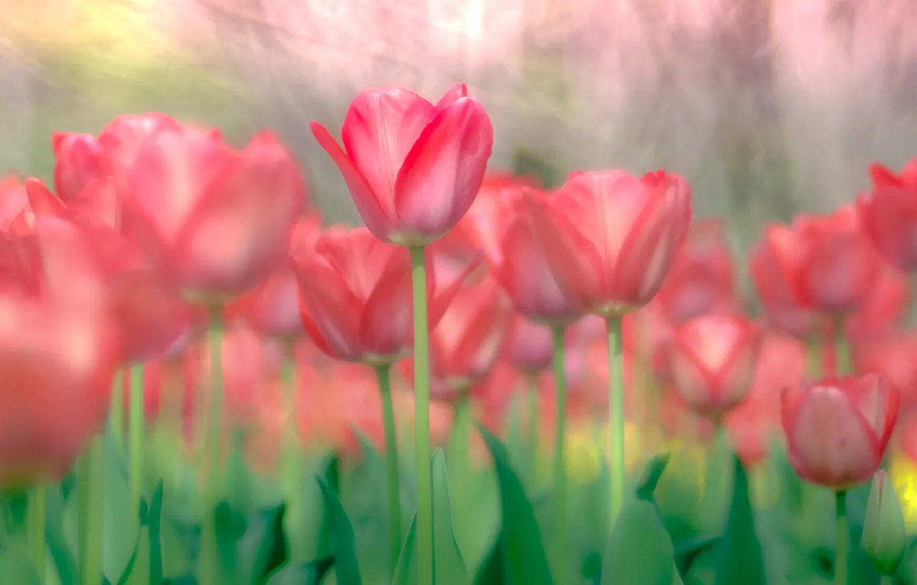 Photo wallpaper stems, tulips, buds