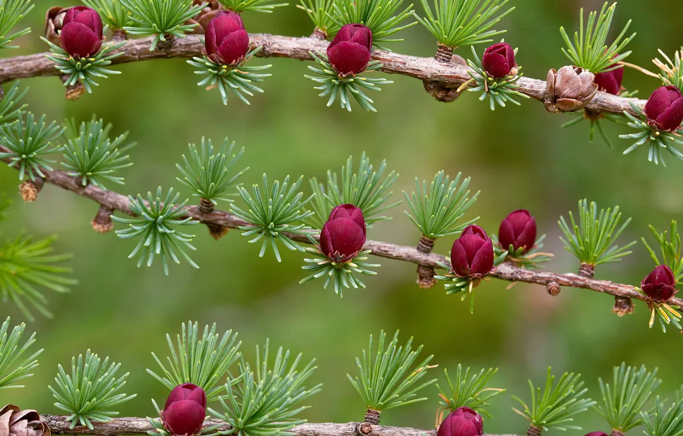 Photo wallpaper branches, Canada, needles, bumps