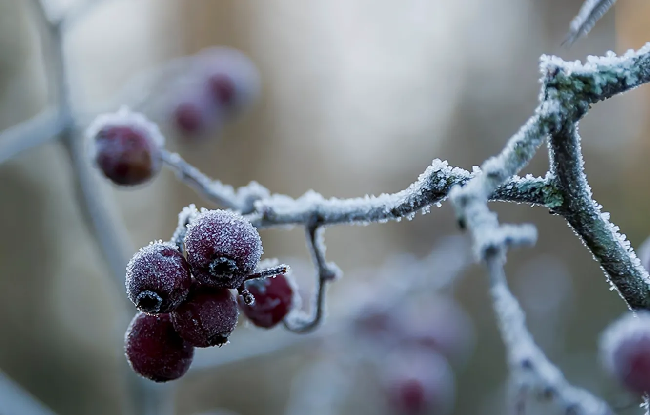 Photo wallpaper frost, berries, red