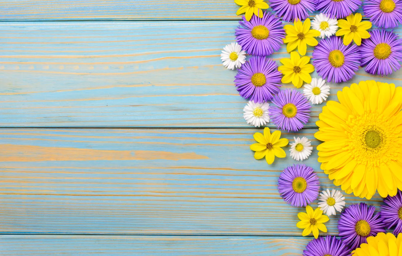 Photo wallpaper flowers, chamomile, gerbera, yellow, wood, blue, flowers, garden