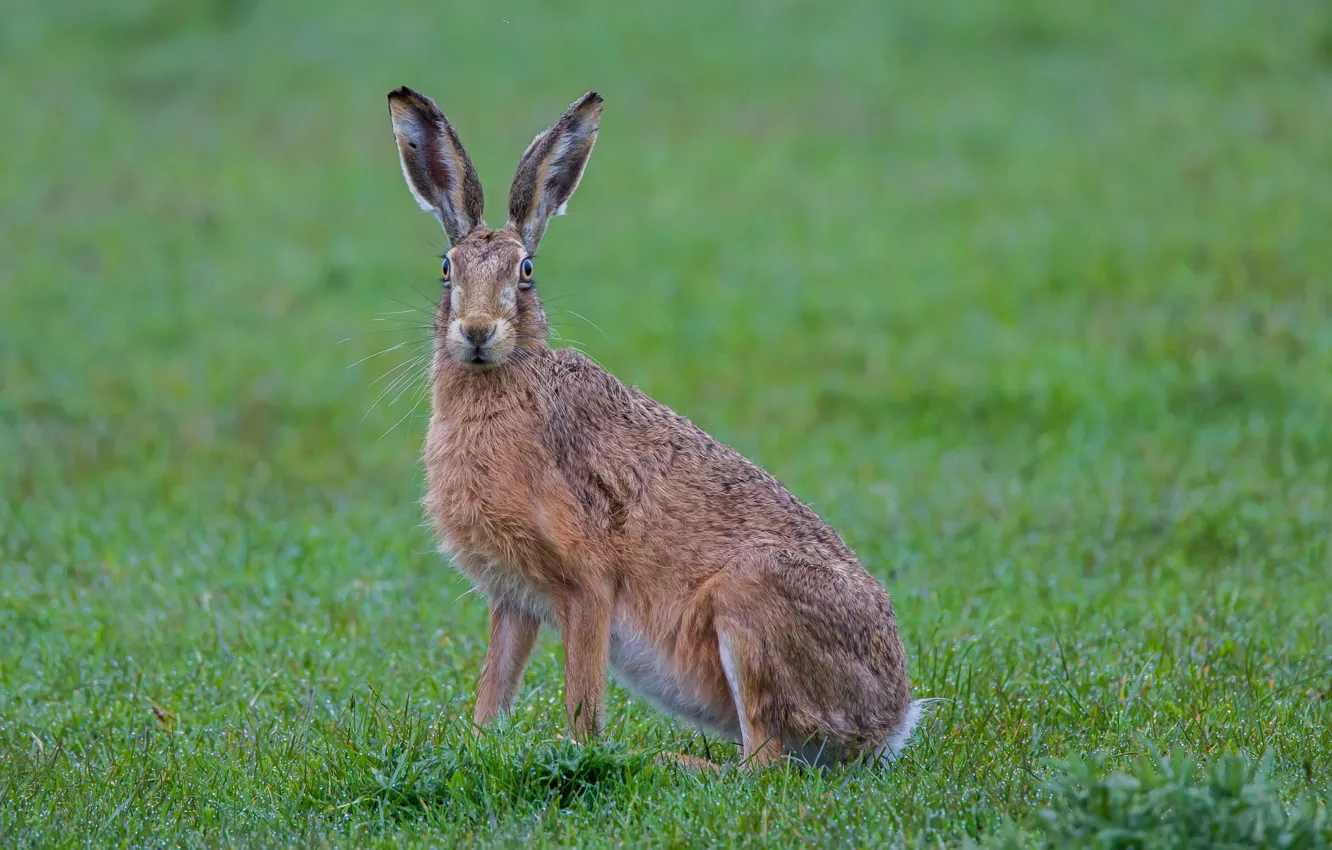 Photo wallpaper grass, hare, animal