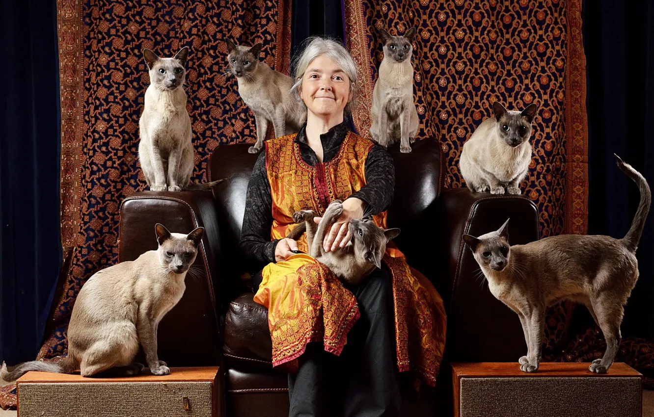 Photo wallpaper cat, cat, look, face, pose, smile, background, sweetheart