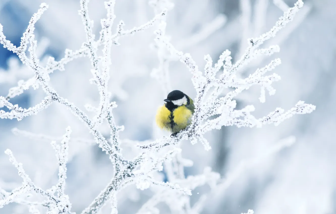 Photo wallpaper winter, frost, branches, bird, tit
